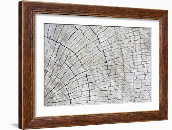 Weathered Wood II-Kathy Mahan-Framed Photographic Print