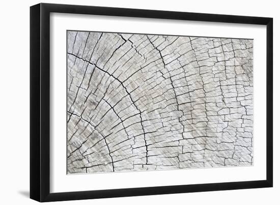 Weathered Wood II-Kathy Mahan-Framed Photographic Print