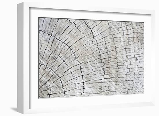 Weathered Wood II-Kathy Mahan-Framed Photographic Print