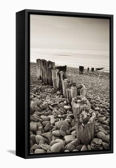 Weathered Wooden Groyne on Bossington Beach at Sunset, Exmoor National Park, Somerset-Adam Burton-Framed Premier Image Canvas