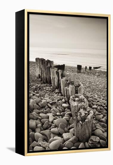 Weathered Wooden Groyne on Bossington Beach at Sunset, Exmoor National Park, Somerset-Adam Burton-Framed Premier Image Canvas