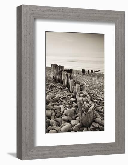 Weathered Wooden Groyne on Bossington Beach at Sunset, Exmoor National Park, Somerset-Adam Burton-Framed Photographic Print