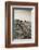 Weathered Wooden Groyne on Bossington Beach at Sunset, Exmoor National Park, Somerset-Adam Burton-Framed Photographic Print