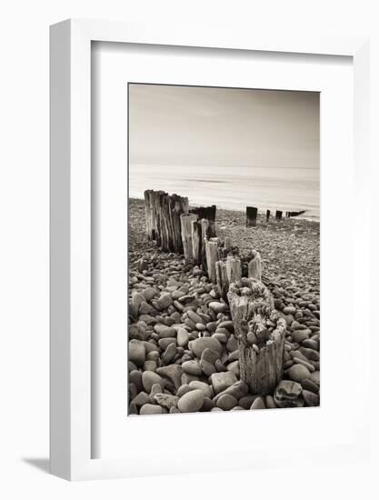 Weathered Wooden Groyne on Bossington Beach at Sunset, Exmoor National Park, Somerset-Adam Burton-Framed Photographic Print