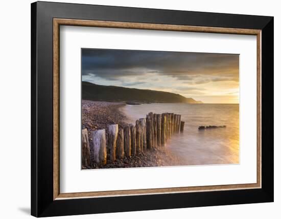 Weathered wooden posts on Bossington Beach, Exmoor National Park, Somerset, England. Summer (July) -Adam Burton-Framed Photographic Print