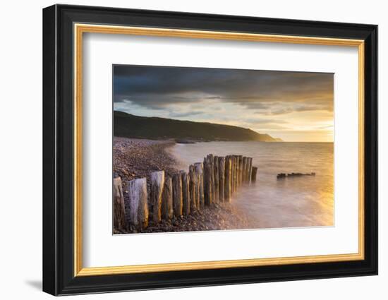 Weathered wooden posts on Bossington Beach, Exmoor National Park, Somerset, England. Summer (July) -Adam Burton-Framed Photographic Print