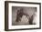 Weave-Susan Friedman-Framed Photographic Print