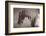 Weave-Susan Friedman-Framed Photographic Print