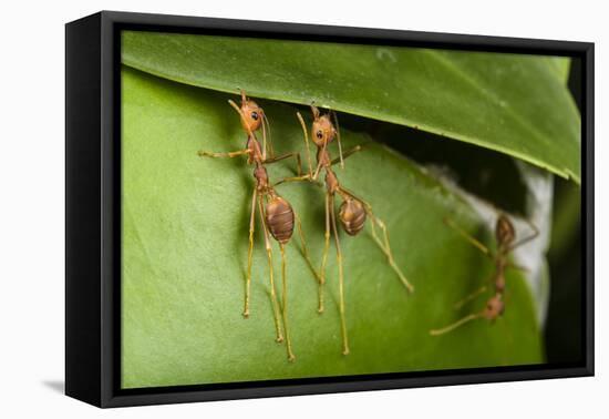 Weaver ants building nest by gluing leaves together with silk, Sabah, Malaysian Borneo-Emanuele Biggi-Framed Premier Image Canvas