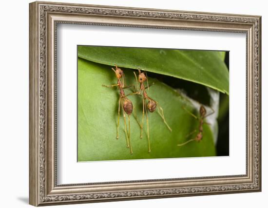 Weaver ants building nest by gluing leaves together with silk, Sabah, Malaysian Borneo-Emanuele Biggi-Framed Photographic Print