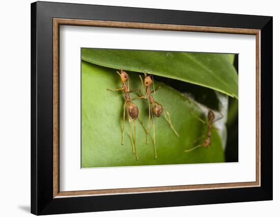 Weaver ants building nest by gluing leaves together with silk, Sabah, Malaysian Borneo-Emanuele Biggi-Framed Photographic Print