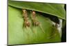 Weaver ants building nest by gluing leaves together with silk, Sabah, Malaysian Borneo-Emanuele Biggi-Mounted Photographic Print