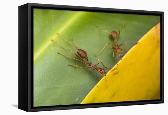 Weaver ants holding leaves together during nest building, Malaysian Borneo-Emanuele Biggi-Framed Premier Image Canvas