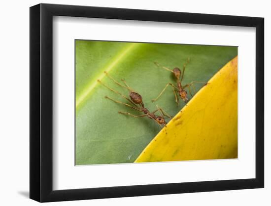 Weaver ants holding leaves together during nest building, Malaysian Borneo-Emanuele Biggi-Framed Photographic Print