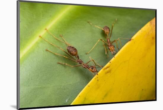 Weaver ants holding leaves together during nest building, Malaysian Borneo-Emanuele Biggi-Mounted Photographic Print