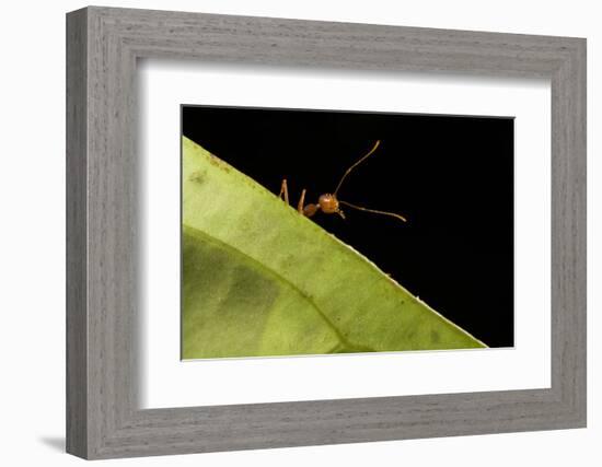 Weaver ants (Oecophylla smaragdina) portrait, Sabah, Malaysian Borneo-Emanuele Biggi-Framed Photographic Print