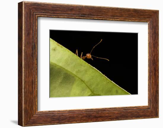 Weaver ants (Oecophylla smaragdina) portrait, Sabah, Malaysian Borneo-Emanuele Biggi-Framed Photographic Print