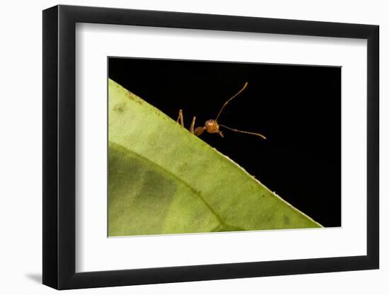 Weaver ants (Oecophylla smaragdina) portrait, Sabah, Malaysian Borneo-Emanuele Biggi-Framed Photographic Print