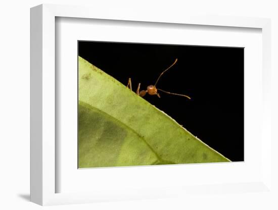 Weaver ants (Oecophylla smaragdina) portrait, Sabah, Malaysian Borneo-Emanuele Biggi-Framed Photographic Print