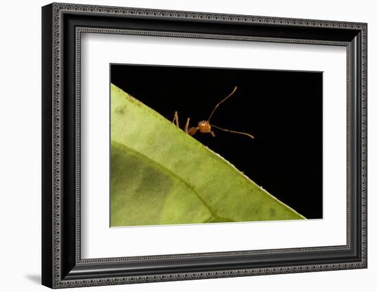 Weaver ants (Oecophylla smaragdina) portrait, Sabah, Malaysian Borneo-Emanuele Biggi-Framed Photographic Print