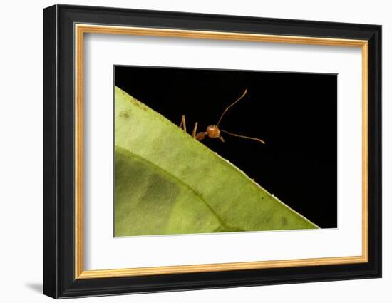 Weaver ants (Oecophylla smaragdina) portrait, Sabah, Malaysian Borneo-Emanuele Biggi-Framed Photographic Print