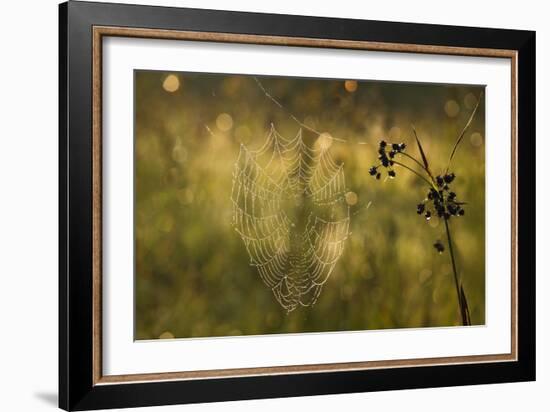 Web Of Dew-Michael Blanchette Photography-Framed Premium Giclee Print