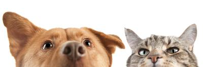 Dog and Cat above White Banner-websubstance-Framed Premier Image Canvas