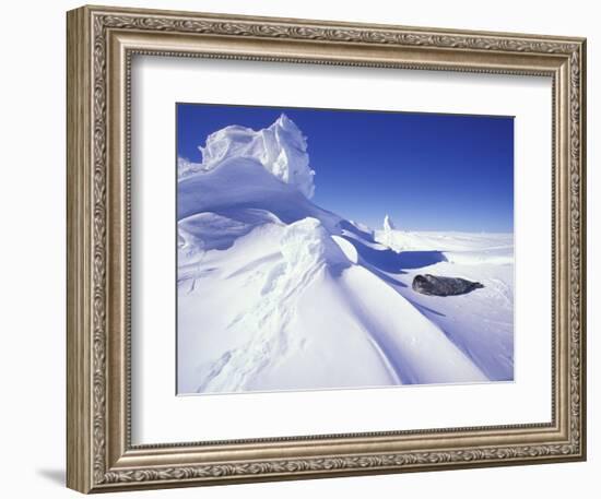 Weddell Fur Seal and Ice Formations, Antarctica-William Sutton-Framed Photographic Print