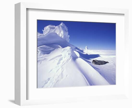 Weddell Fur Seal and Ice Formations, Antarctica-William Sutton-Framed Photographic Print