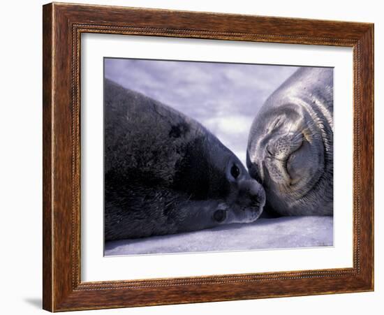 Weddell Fur Seal Cow and Pup, Antarctica-William Sutton-Framed Photographic Print