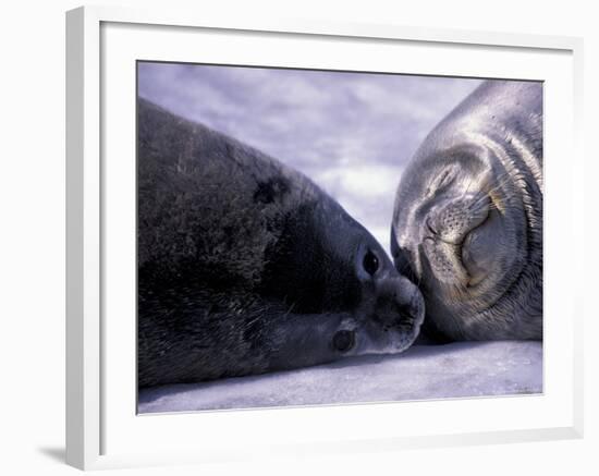 Weddell Fur Seal Cow and Pup, Antarctica-William Sutton-Framed Photographic Print