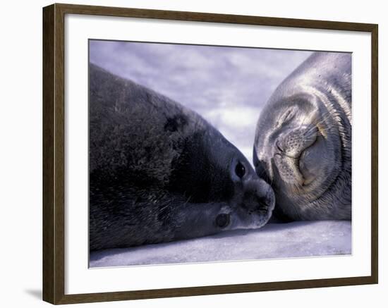 Weddell Fur Seal Cow and Pup, Antarctica-William Sutton-Framed Photographic Print