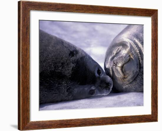 Weddell Fur Seal Cow and Pup, Antarctica-William Sutton-Framed Photographic Print