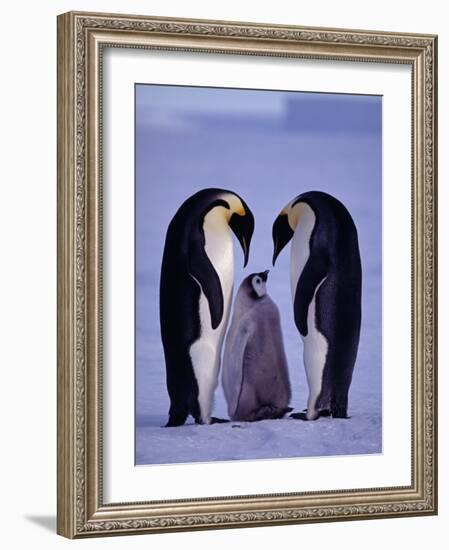 Weddell Sea, Riiser-Larsen Ice Shelf, Emperor Penguins and Chick, Antarctica-Allan White-Framed Photographic Print