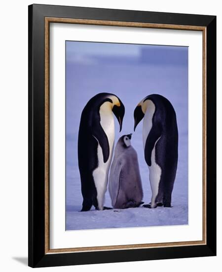 Weddell Sea, Riiser-Larsen Ice Shelf, Emperor Penguins and Chick, Antarctica-Allan White-Framed Photographic Print