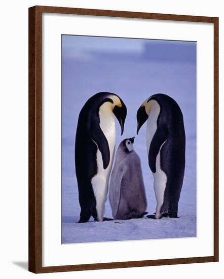 Weddell Sea, Riiser-Larsen Ice Shelf, Emperor Penguins and Chick, Antarctica-Allan White-Framed Photographic Print