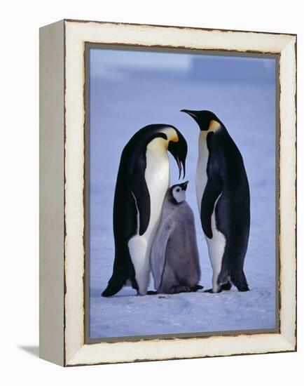 Weddell Sea, Riiser-Larsen Ice Shelf, Emperor Penguins and Chick, Antarctica-Allan White-Framed Premier Image Canvas