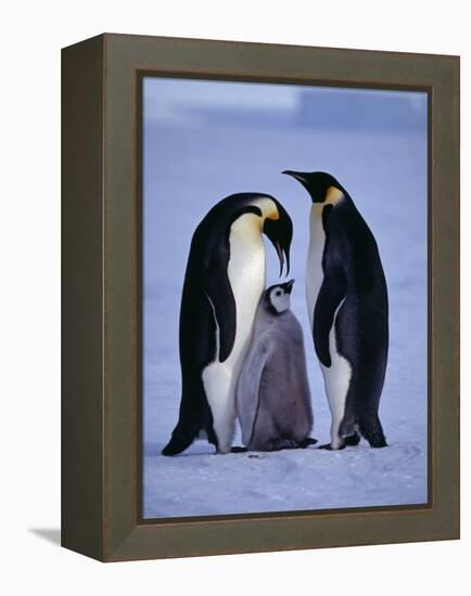 Weddell Sea, Riiser-Larsen Ice Shelf, Emperor Penguins and Chick, Antarctica-Allan White-Framed Premier Image Canvas