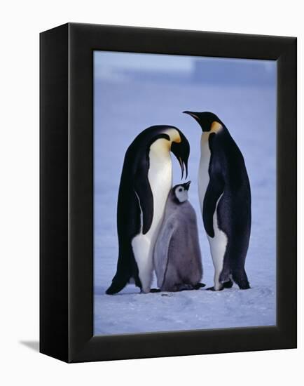 Weddell Sea, Riiser-Larsen Ice Shelf, Emperor Penguins and Chick, Antarctica-Allan White-Framed Premier Image Canvas