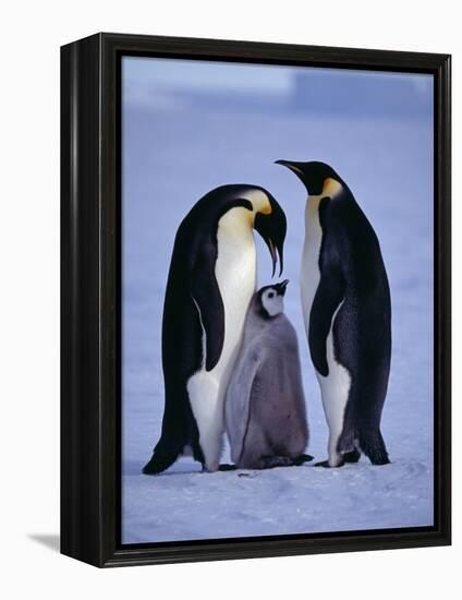 Weddell Sea, Riiser-Larsen Ice Shelf, Emperor Penguins and Chick, Antarctica-Allan White-Framed Premier Image Canvas