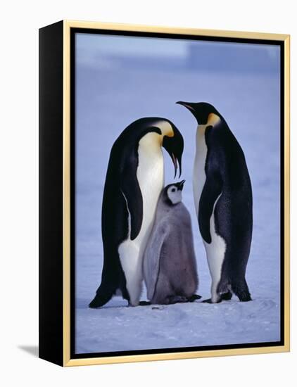 Weddell Sea, Riiser-Larsen Ice Shelf, Emperor Penguins and Chick, Antarctica-Allan White-Framed Premier Image Canvas