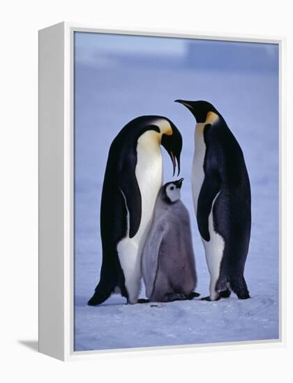 Weddell Sea, Riiser-Larsen Ice Shelf, Emperor Penguins and Chick, Antarctica-Allan White-Framed Premier Image Canvas