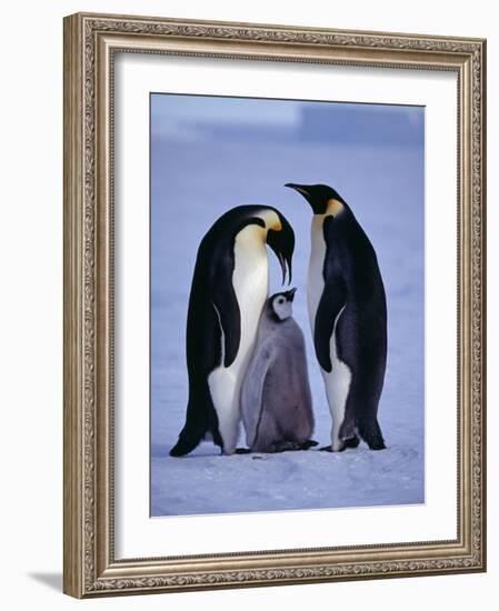 Weddell Sea, Riiser-Larsen Ice Shelf, Emperor Penguins and Chick, Antarctica-Allan White-Framed Photographic Print