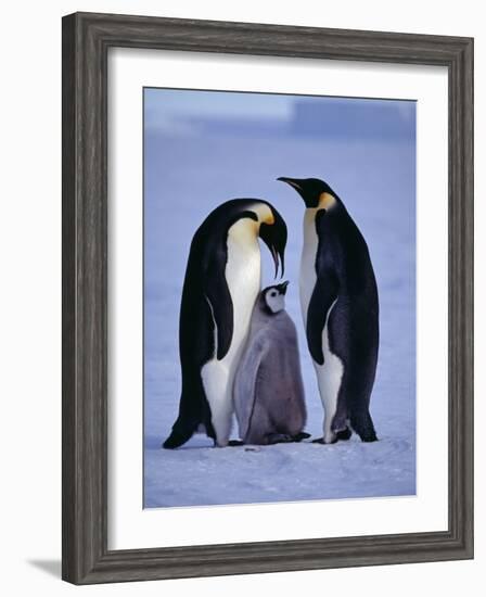 Weddell Sea, Riiser-Larsen Ice Shelf, Emperor Penguins and Chick, Antarctica-Allan White-Framed Photographic Print