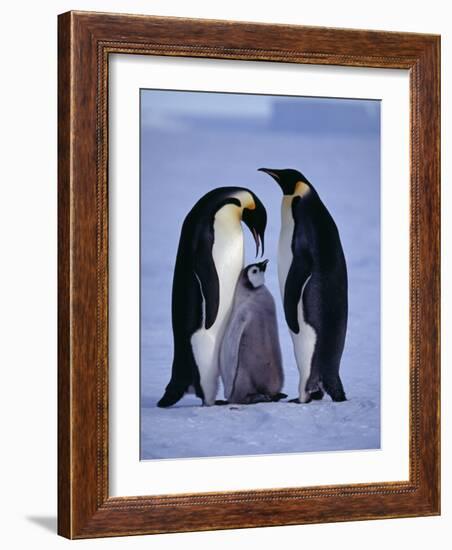 Weddell Sea, Riiser-Larsen Ice Shelf, Emperor Penguins and Chick, Antarctica-Allan White-Framed Photographic Print