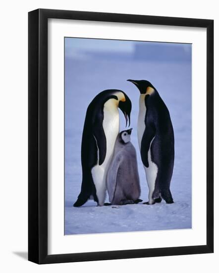 Weddell Sea, Riiser-Larsen Ice Shelf, Emperor Penguins and Chick, Antarctica-Allan White-Framed Photographic Print