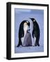 Weddell Sea, Riiser-Larsen Ice Shelf, Emperor Penguins and Chick, Antarctica-Allan White-Framed Photographic Print