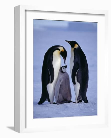 Weddell Sea, Riiser-Larsen Ice Shelf, Emperor Penguins and Chick, Antarctica-Allan White-Framed Photographic Print