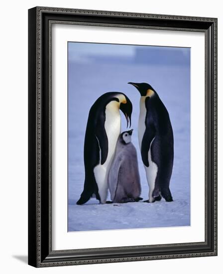 Weddell Sea, Riiser-Larsen Ice Shelf, Emperor Penguins and Chick, Antarctica-Allan White-Framed Photographic Print