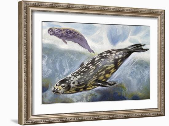 Weddell Seal (Leptonychotes Weddellii), Phocidae-null-Framed Giclee Print